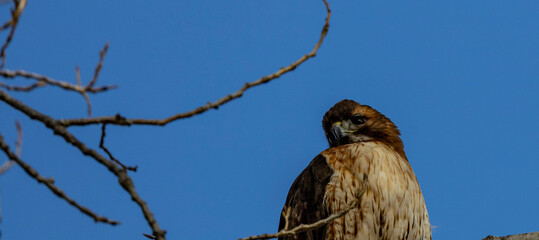 Hawk  on a branch