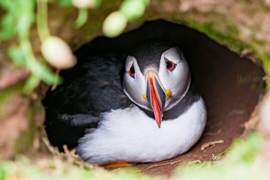 Un macareux moine &agrave; l'entr&eacute;e de son terrier sur l'&icirc;le de Skokholm au Pays de Galles.