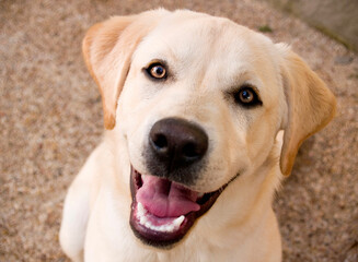 PERRO LABRADOR