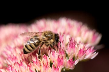 A bee on a blooming flower on a dark background. 