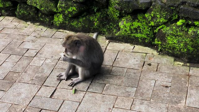 Balinese Monkey