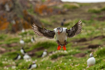 Un macareux moine atterrissant sur l'île de Skokholm au Pays de Galles.