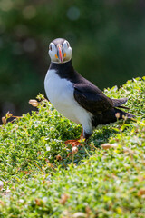 Un macareux moine sur l'île de Skokholm au Pays de Galles.
