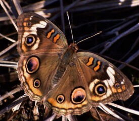Buckeye butterfly