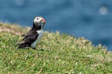 Un macareux moine tenant sa pêche dans son bec sur l'île de Skokholm au Pays de Galles.