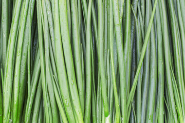 Green onion closeup