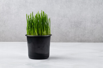 Grass that is grown specifically for cats indoors. Oatgrass in black pot on gray background. Barley...