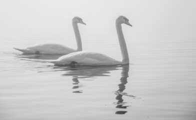 Two Swans on a Foggy Day