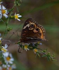 Buckeye butterfly