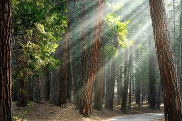 Sunlight though a ponderosa pine forest, Wawona. Early morning light in Yosemite National Park,...