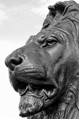 Close-Up Of Lion Sculpture, Trafalgar Square, London, UK.