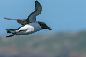 Un pingouin torda en vol sur l'île de Skokholm au Pays de Galles.