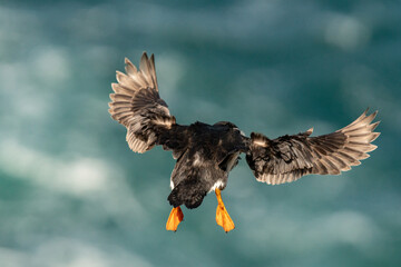 Un macareux moine prenant son envol sur l'île de Skokholm au Pays de Galles.