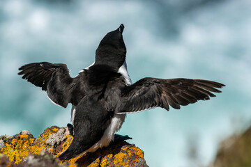 Un pingouin torda sur l'île de Skokholm au Pays de Galles.