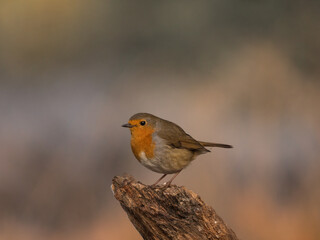 Rotkelchen auf Baustamm