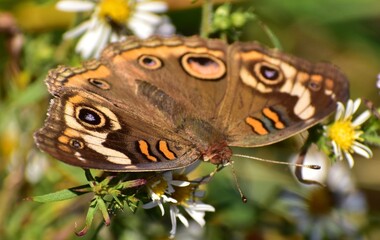 buckeye butterfly