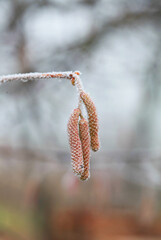 Birch flowers in late autumn in the frost