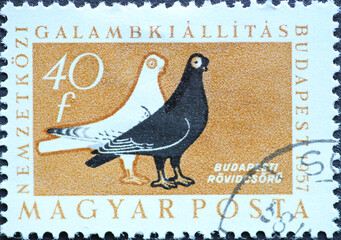 Hungary circa 1957: A post stamp printed in Hungary showing two Budapest Short Beak (Columba livia...