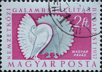 Hungary circa 1957: A post stamp printed in Hungary showing two Magyar Fantail (Columba livia forma...