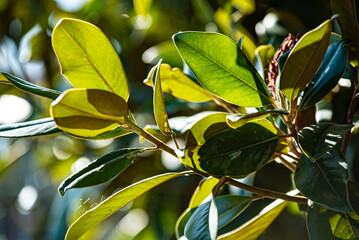 Magnolia leaves detail 2