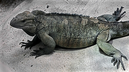 Corned iguana also known as Rhinoceros Iguana. Latin name - Cyclura cornuta