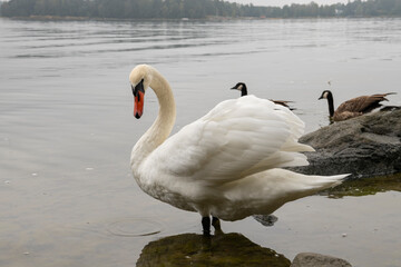 The mute swan (Cygnus olor) in the water, Seurasaari, Helsinki, Finland