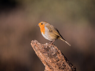 Rotkehlchen beim Sonnenbad auf einem Ast
