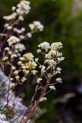 Saxifraga crustata flower growing in mountains, close up 