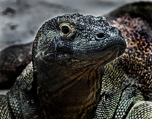 Komodo dragon. Latin name - Varanus komodoensis