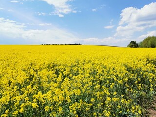 rapeseed field