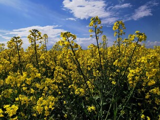 yellow rapeseed field