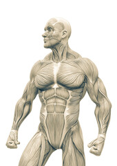 Obraz premium muscleman anatomy heroic body looking right in white background