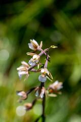 Epipactis palustris flower in field, macro