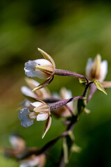 Epipactis palustris flower growing in field, macro