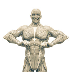 Obraz premium muscleman anatomy with a heroic body is happy in white background