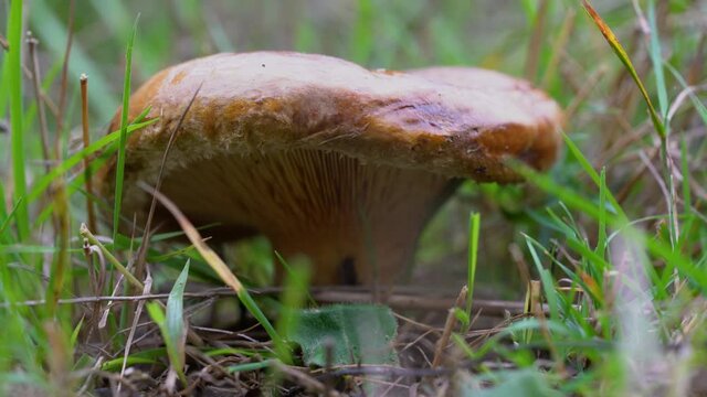 affron Milkcap in meadow (Lactarius deliciosus) - (4K)