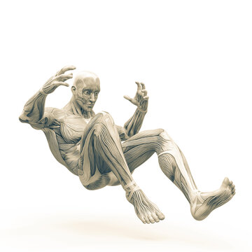 Muscleman Anatomy Heroic Body Doing A Falling Pose One In White Background