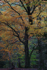 Beech tree in Autumn Woodland