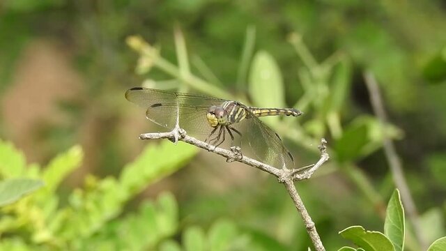 Golden Ringed Dragonfly. Dragon Fly in Rest, Dragonfly resting on a plant twig