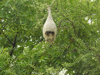 Hanging Nest with Birds inside. Sudan Golden Sparrow Nest made (weaves) with long grass. House or Home of Birds.