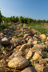 Typical vineyard with stones near Chateauneuf-du-Pape, Cotes du Rhone, France