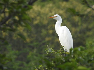 white bird with long neck, Heron in Grass land, White bird with green nature background.