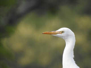 white bird with long neck, Heron in Grass land, White bird with green nature background.