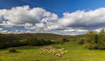 Sheep herd near Terchova, Mala Fatra, Slovakia