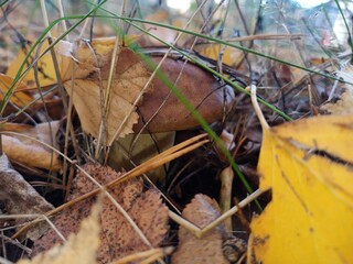 A boletus mushroom grows on the ground in the forest.