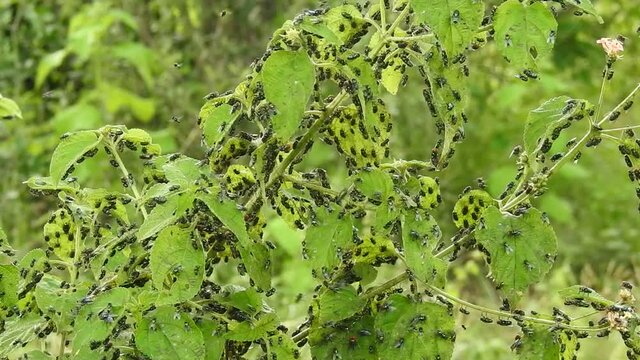 Bluebottle flies on plant stems. These species also know as common blow fly