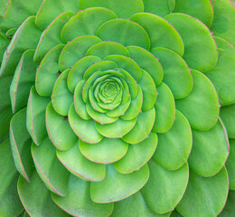 Fototapeta premium close up of green plant