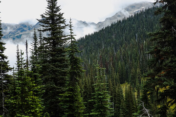 Trees in the mountains