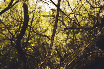 Fototapeta premium Sun shining through trees