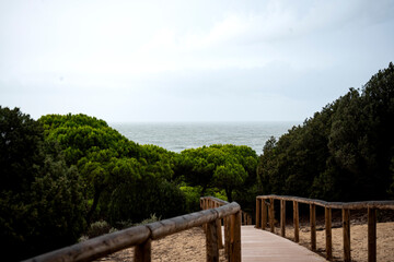 wooden walkway between the pines to reach the beach
